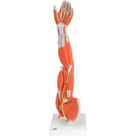 FABRICATION ENTERPRISES 3B® Anatomical Model - Regular Muscular Arm, 6-Part 970421